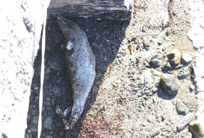 Carcassa di delfino sulla spiaggia di Rapallo