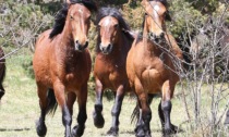 Parco dell'Aveto, Regione stanzia 100mila euro per la valorizzazione dei cavalli selvaggi