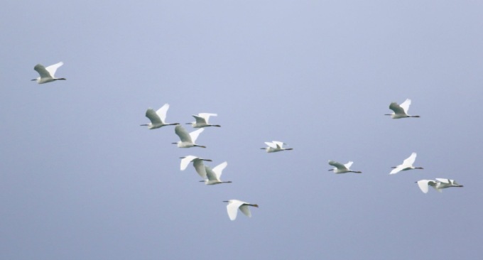 Birdwatching lungo le sponde del fiume Entella