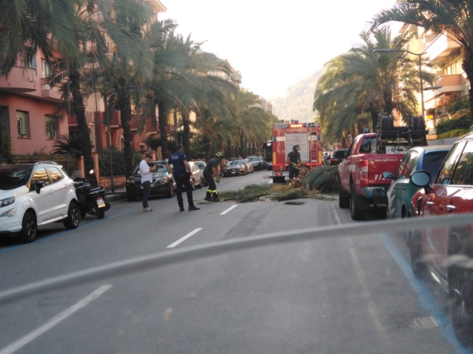 Chiavari, tagliata palma in viale Arata