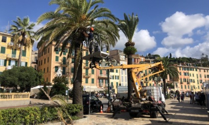 Santa Margherita Ligure, al via interventi su alberi per sicurezza e manutenzione