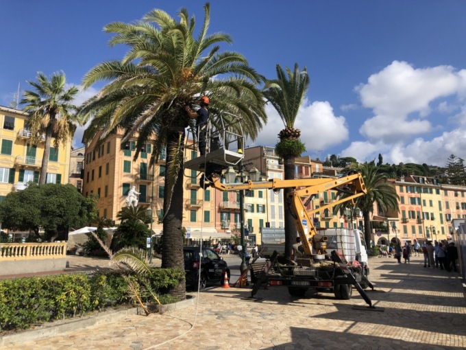 Santa Margherita Ligure, al via interventi su alberi per sicurezza e manutenzione