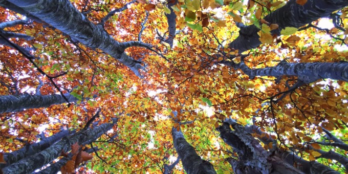 È tempo di foliage nel Parco dell’Aveto