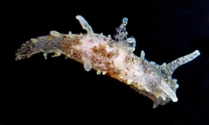 Un "alieno" scoperto nel Mar Ligure