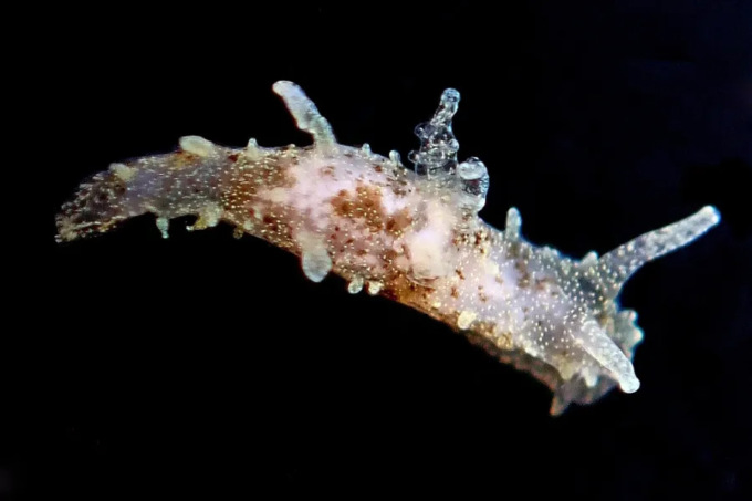 Un “alieno” scoperto nel Mar Ligure