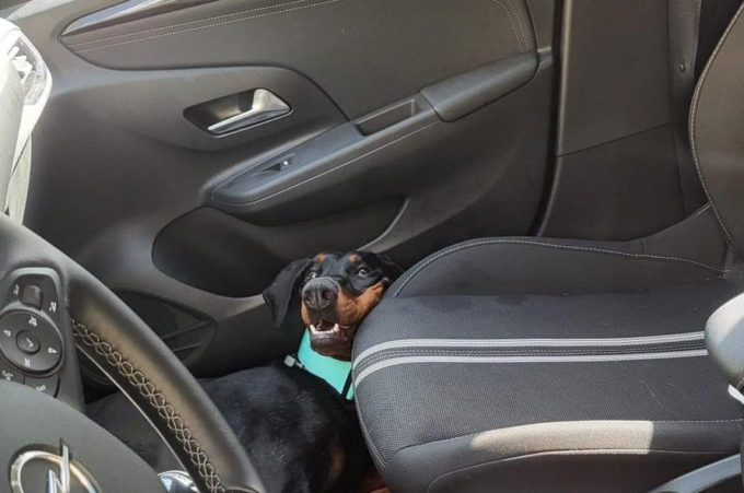 Cane lasciato in auto per molte ore. Indagini in corso