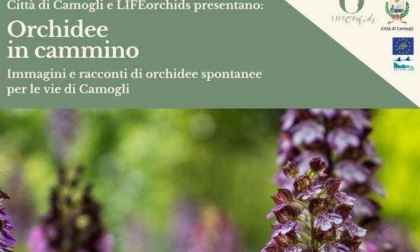 "Orchidee in cammino", alla scoperta delle varietà spontanee