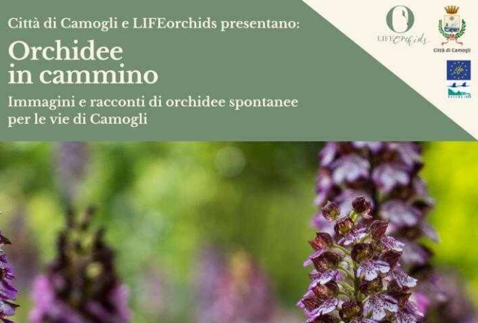 “Orchidee in cammino”, alla scoperta delle varietà spontanee