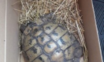 Tartaruga rinvenuta a Sestri Levante