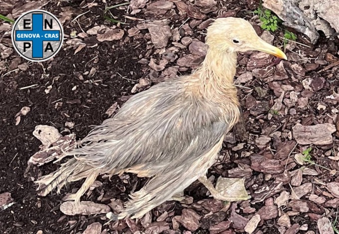 Animali selvatici detenuti illegalmente, maxi sequestro a Lavagna