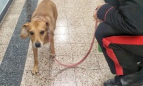 I Carabinieri lanciano l'appello per un cane, padrone ritrovato