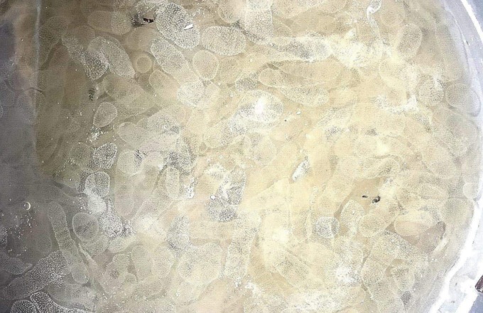 Organismi sferici in mare, l’Arpal: “Ecco cosa sono”