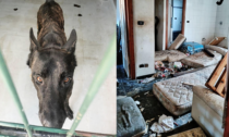 Maltrattati e impauriti: cinque cani salvati a Genova