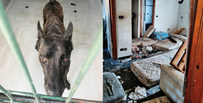 Maltrattati e impauriti: cinque cani salvati a Genova