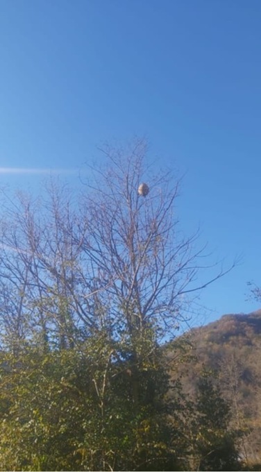 La vespa velutina fa paura in Val Fontanabuona