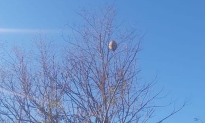 La vespa velutina fa paura in Val Fontanabuona