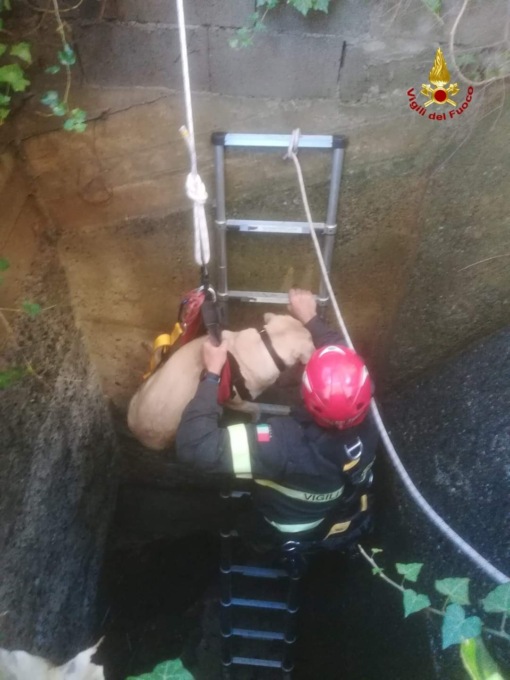 Finiscono in uno scolmatore, cani salvati dai vigili del fuoco