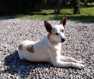 Smarrito Iago a San Bernardino