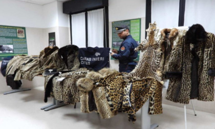 Volatili protetti e pellicce di felini selvatici detenuti illegalmente, operazione dei Carabinieri Forestali