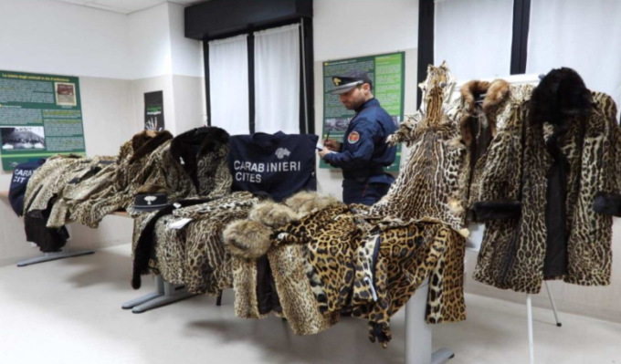 Volatili protetti e pellicce di felini selvatici detenuti illegalmente, operazione dei Carabinieri Forestali