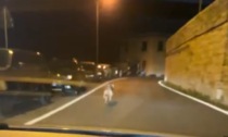 Il video del lupo a Castiglione Chiavarese e le indicazioni dell'Oipa