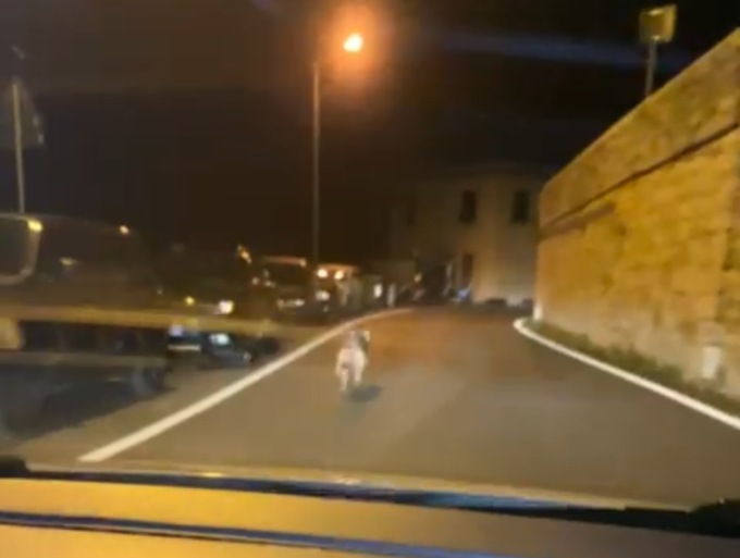 Il video del lupo a Castiglione Chiavarese e le indicazioni dell’Oipa
