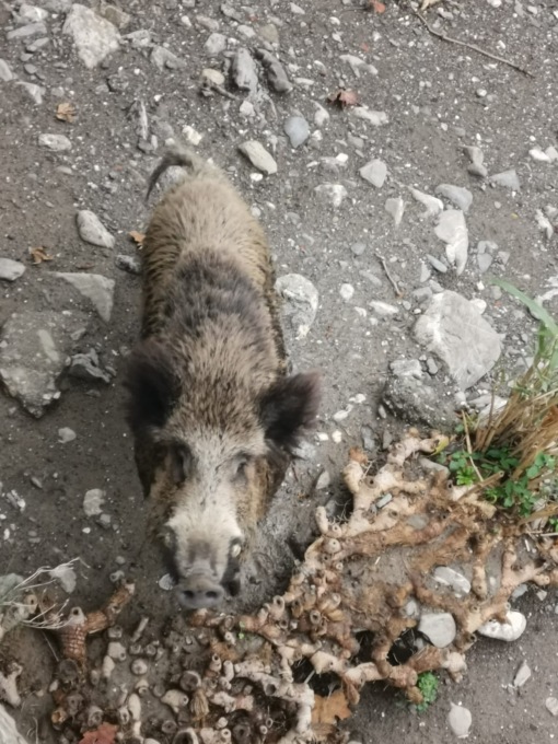 Peste suina, primo caso a Santa Margherita Ligure
