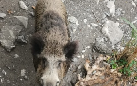 Peste suina, primo caso a Santa Margherita Ligure