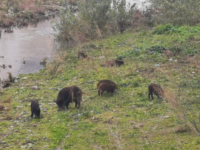 Peste suina, cinque nuovi casi