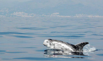 Uomini e Navi, domani l'approfondimento sui cetacei del Mediterraneo