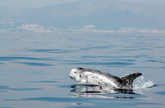 Uomini e Navi, domani l’approfondimento sui cetacei del Mediterraneo