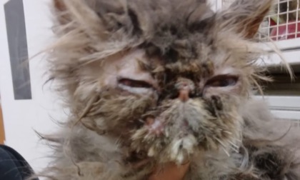 Gatto abbandonato a Recco, lo sdegno di chi si prende cura degli animali