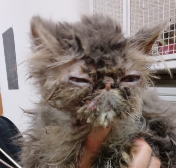 Gatto abbandonato a Recco, lo sdegno di chi si prende cura degli animali