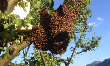 Apicoltori del Parco di Portofino disponibili per il recupero di sciami d'api