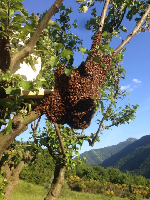 Apicoltori del Parco di Portofino disponibili per il recupero di sciami d’api