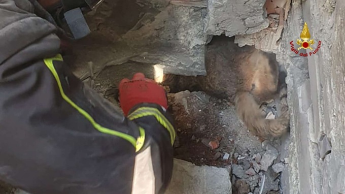 Santa Margherita Ligure, i Vigili del Fuoco salvano un gatto