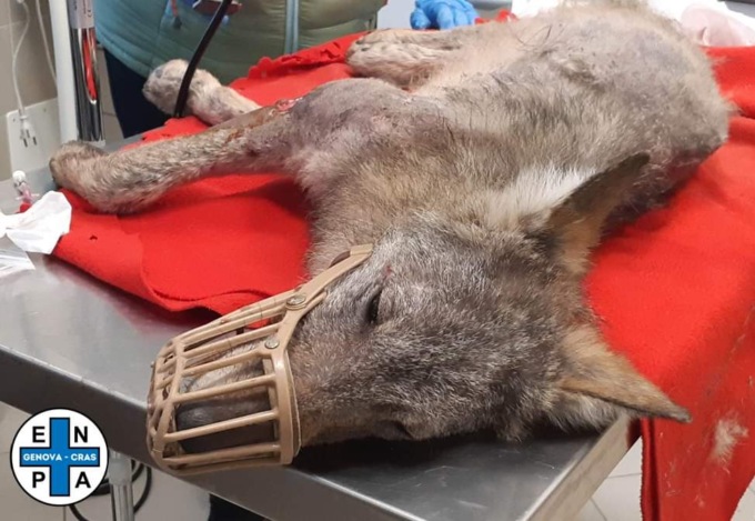 Ritrovato giovane lupo a Moconesi, affidato all’Enpa