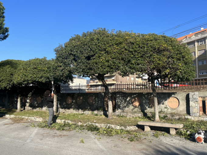 In corso potature e attività di manutenzione del verde a Chiavari