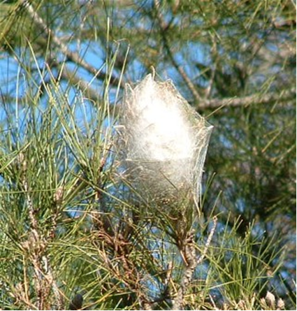 Processionaria a Recco, il sindaco Gandolfo dispone la distruzione dei nidi