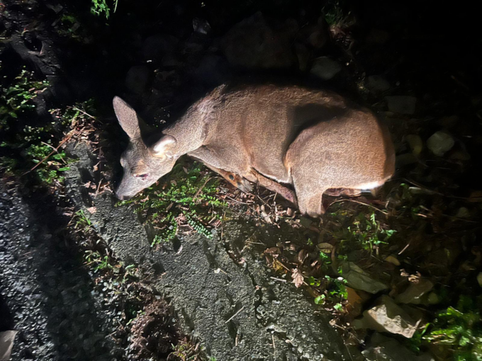Soccorso capriolo ferito