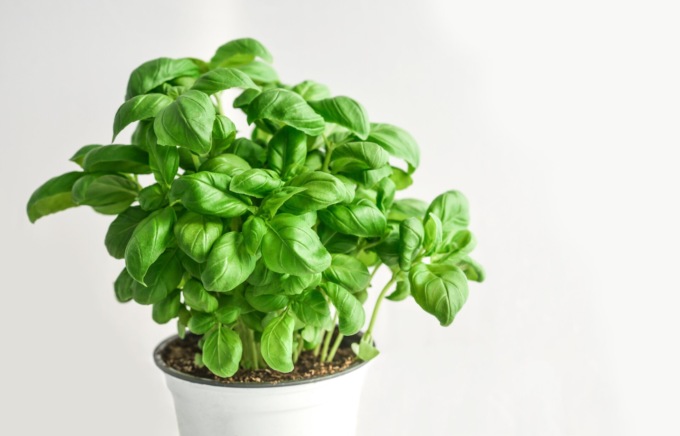 Questa settimana in regalo con Il Nuovo Levante il basilico