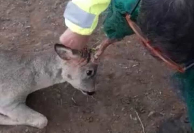 Intrappolato in una rete per le olive, capriolo liberato