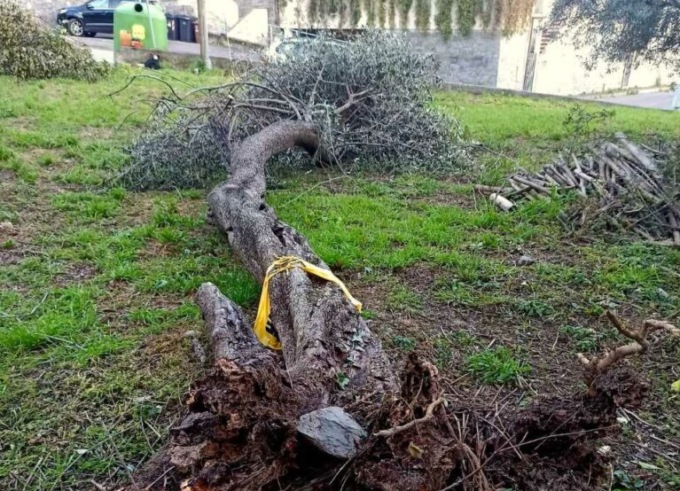 Via Pianello, sradicato un ulivo secolare