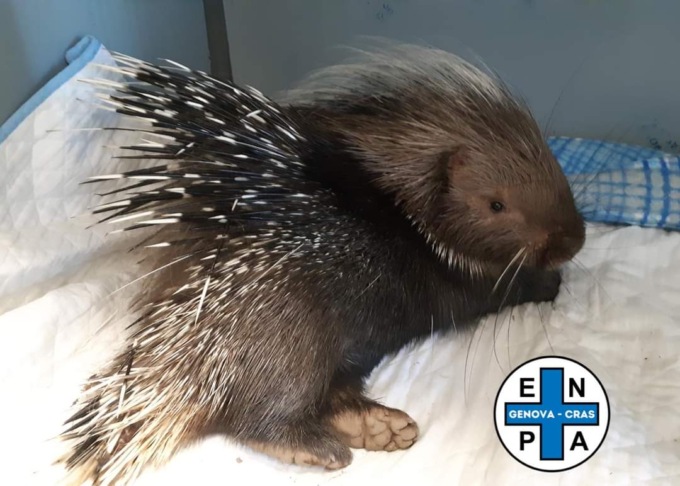 Triste fine per un giovane istrice recuperato in Val d’Aveto