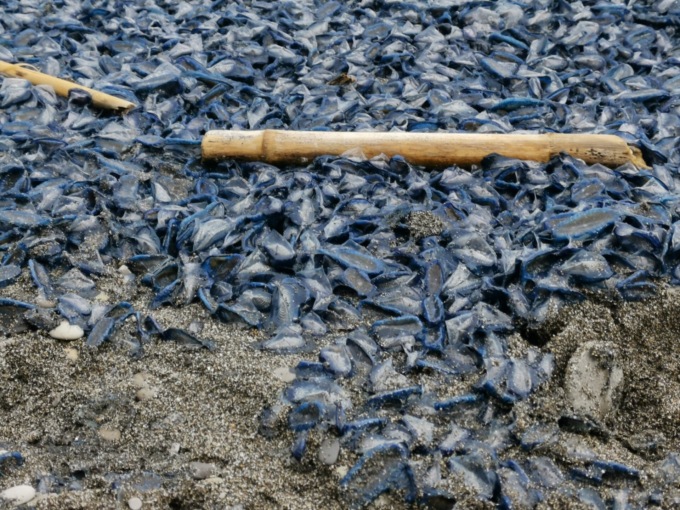 Velelle anche a Chiavari