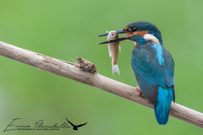 Domenica 16 aprile escursione Lipu sul lungo Entella
