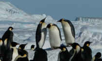 "Antartide: fare ricerca in un ambiente estremo", l'incontro a Camogli