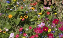 Da venerdì 28 aprile con Il Nuovo Levante dei bellissimi fiori per api