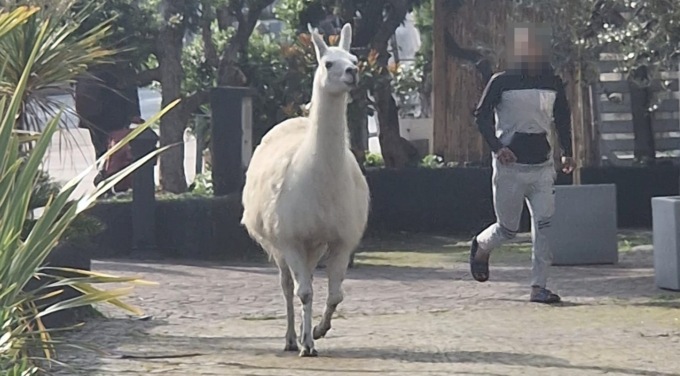 Lama scappa da circo e corre per le vie di Genova