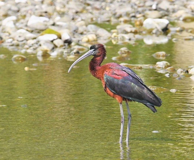 Sul fiume Entella il Mignattaio